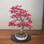 Acer palmatum deshojyo - Hoogte (boom): 42 cm - Diepte