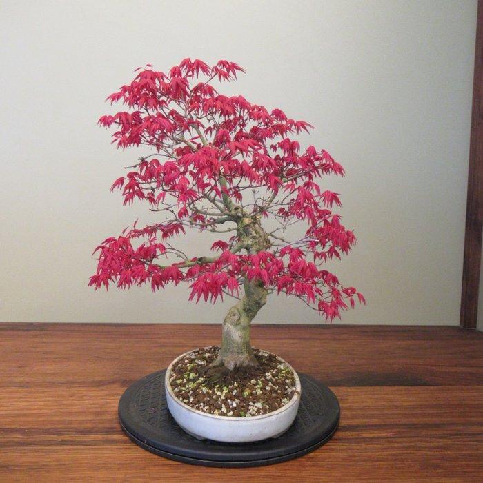 Acer palmatum deshojyo - Hoogte (boom): 42 cm - Diepte, Antiquités & Art, Curiosités & Brocante