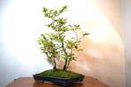 Beukenboom bonsai (Fagus) - Hoogte (boom): 77 cm - Diepte