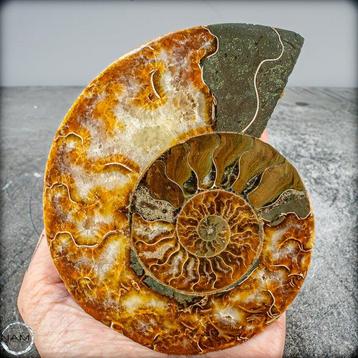 Fossile dammonite dammolite de couleur rare naturelle,