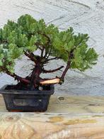 Jeneverbes bonsai (Juniperus) - Hoogte (boom): 17 cm -