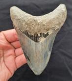 Megalodon - Fossiele tand - DARK/SILVER MEGALODON TOOTH - 12