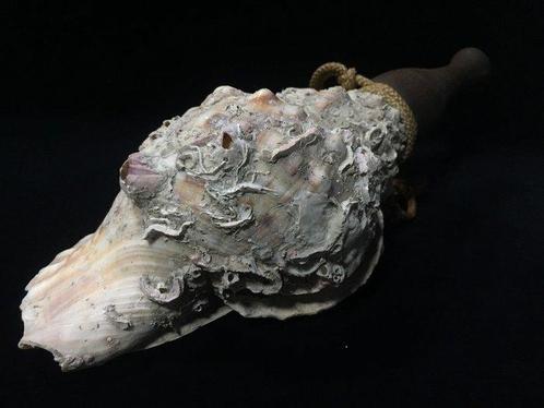 HORAGAI / Japanese Vintage Whistle Conch Shell - Beeld, Antiek en Kunst, Antiek | Overige Antiek