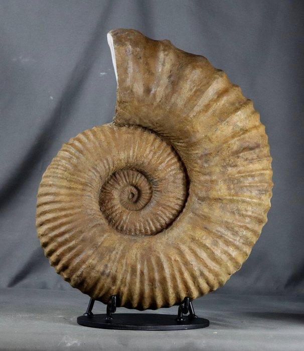 XXL - Decoratieve geribbelde en opvallende ammoniet uit het, Collections, Minéraux & Fossiles