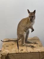 Bennetts kangourou Support de corps entier pour taxidermie -, Collections