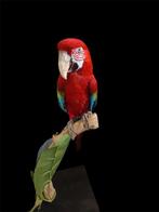 Ara Support de corps entier pour taxidermie - Ara, Nieuw