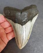 Megalodon - Fossiele tand - 14 cm - 10 cm
