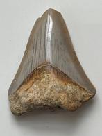 Megalodon tand 7,4 cm - Fossiele tand - Carcharocles