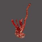 Corail rouge extraordinaire  Objet de collection  appelé, Verzamelen, Nieuw