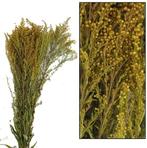 Solidago Grof droogbloemen Natural, Huis en Inrichting, Nieuw