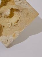 Bébé Crabe - Squelette fossile - 54 mm - 65 mm (Sans Prix de
