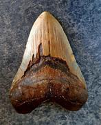 Megalodon - Fossiele tand - FAT BEAST - 14 cm - 10.5 cm, Verzamelen