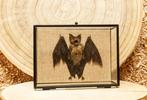 Vleermuis Taxidermie volledige montage - Hipposideros