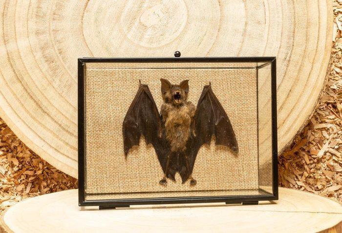 Vleermuis Taxidermie volledige montage - Hipposideros, Antiek en Kunst, Curiosa en Brocante