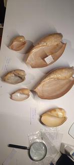 Cymbium Collection Coquillage marin - Cymbium Collection, Antiek en Kunst