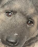 Deutscher Schäferhund Welpe (J301) - Sandra Brue - Sculpture