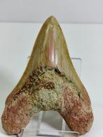 Megalodon-exemplaar - Fossiele tand - Carcharocles Megalodon, Verzamelen