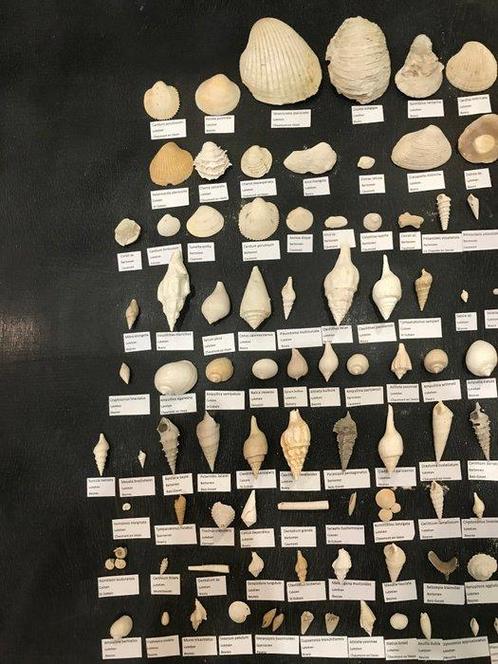 Kavel met uitgebreide collectie fossielen uit het Eoceen uit, Verzamelen, Mineralen en Fossielen