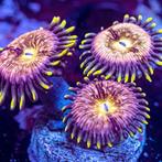 Zoanthus Nirvana Frag (2-3 polypen), Dieren en Toebehoren, Overige Dieren