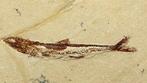 Le plus beau poisson fossilisé sur pierre - - Animal