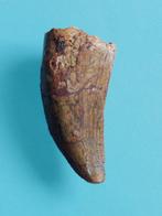 Dinosaurus - Fossiele tand - T-REX Carcharodontosaurus sp., Verzamelen