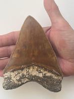 Grote Megalodon tand 13,0 cm - Fossiele tand - Carcharocles, Verzamelen, Mineralen en Fossielen