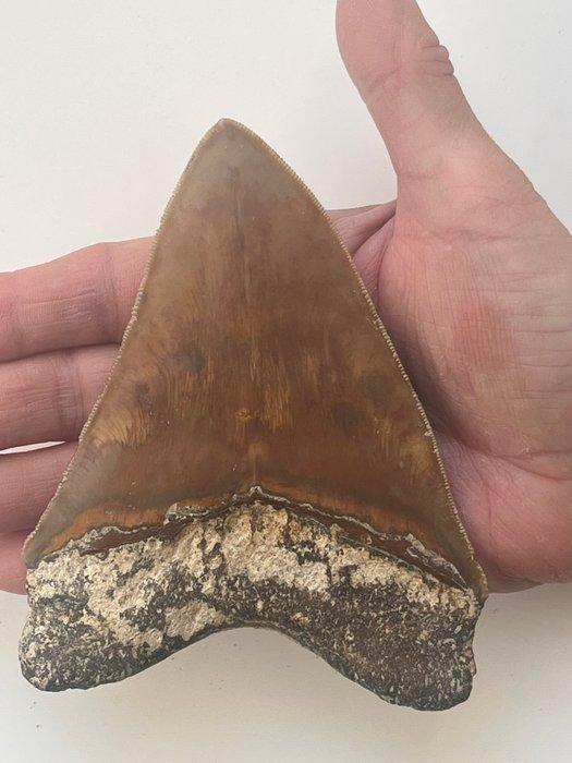 Grote Megalodon tand 13,0 cm - Fossiele tand - Carcharocles, Verzamelen, Mineralen en Fossielen