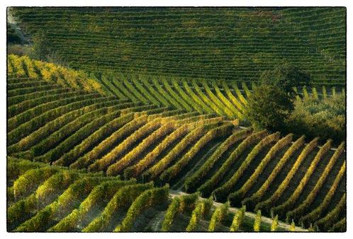 Franco Turcati - Langhe Autunno 2, Antiek en Kunst, Kunst | Schilderijen | Modern