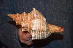 Zeeslak Zeeschelp - S-97 PLEUROPLOCA TRAPEZIUM (Zonder, Verzamelen, Nieuw