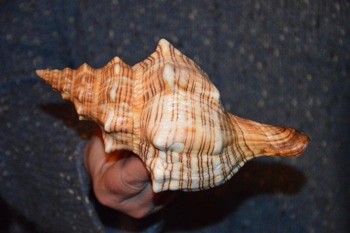 Zeeslak Zeeschelp - S-97 PLEUROPLOCA TRAPEZIUM (Zonder, Verzamelen, Dierenverzamelingen