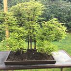 Japanese iep bonsai (Zelkova) - Hoogte (boom): 60 cm -