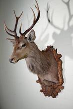 NO Reserve price - Large Red Stag - head-mount on shield -, Nieuw