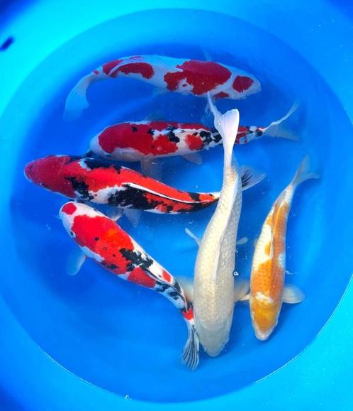 Hirasawa Marusei 45-55cm (Japanse Koi), Tuin en Terras, Vijvers, Nieuw, Ophalen of Verzenden