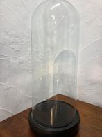 Globe - stolp - antiek - 1901-1920 - Cloche ronde antique, Antiek en Kunst