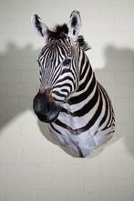 Zebra Head Support mural pour taxidermie - Equus quagga - 45, Nieuw