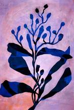 Lupo - Urban Jungle 382 - Certificated - Pink - XXL - NO