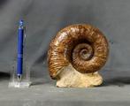 Fijn ammoniet - op steen - vrijstaand - Gefossiliseerd dier