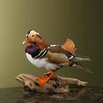 Mandarijneend Taxidermie Opgezette Dieren By Max, Ophalen of Verzenden, Nieuw, Vogel, Opgezet dier