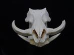 African Warthog Schedel - Phacochoerus africanus - 20 cm -