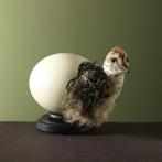 Struisvogel in Ei Taxidermie Opgezette Dieren By Max, Ophalen of Verzenden, Nieuw, Vogel, Opgezet dier