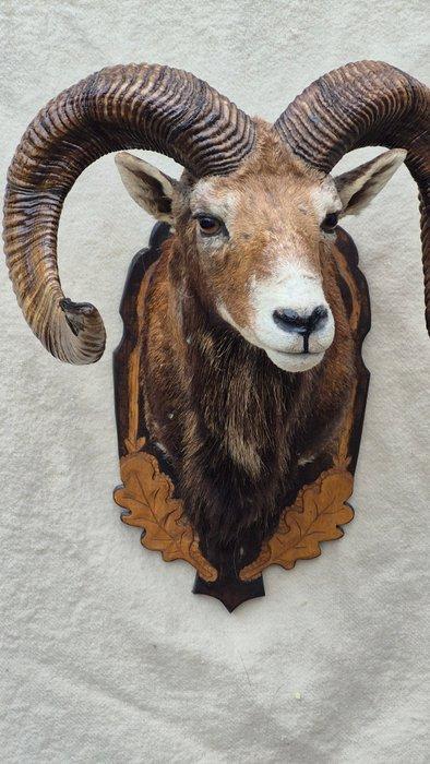 Mouflon Taxidermie wandmontage - Ovis aries musimon - très, Collections, Collections Animaux