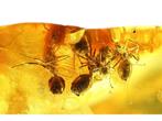 Amber - Barnsteen - Four ants - Rare - 40 mm - 10 mm