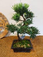 Bonsaï Pin des Bouddhistes (Podocarpus macrophyllus) -