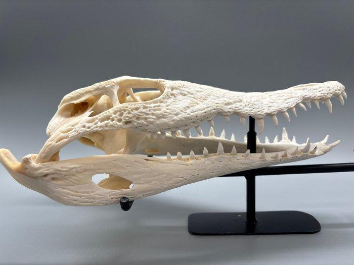 Nijlkrokodil Schedel van een reptiel - Crocodylus niloticus, Collections, Collections Animaux