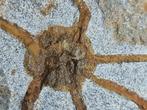 Echinoderm - Gefossiliseerd dier - 21 cm (Zonder, Verzamelen, Mineralen en Fossielen