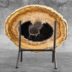 Prachtige plak petrified palm root op een aangepaste