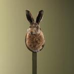 Haas Taxidermie Opgezette Dieren By Max, Ophalen of Verzenden, Nieuw, Wild dier, Opgezet dier