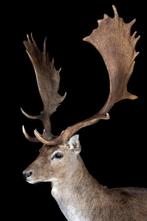 Damhert Support de corps entier pour taxidermie - Dama dama, Verzamelen, Dierenverzamelingen, Nieuw