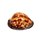 Venusta koraal Skelet - Zoila venusta episema - 0 cm - 0 cm