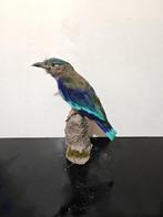 Indochinese roller Taxidermie volledige montage - Coracias, Verzamelen, Dierenverzamelingen, Nieuw